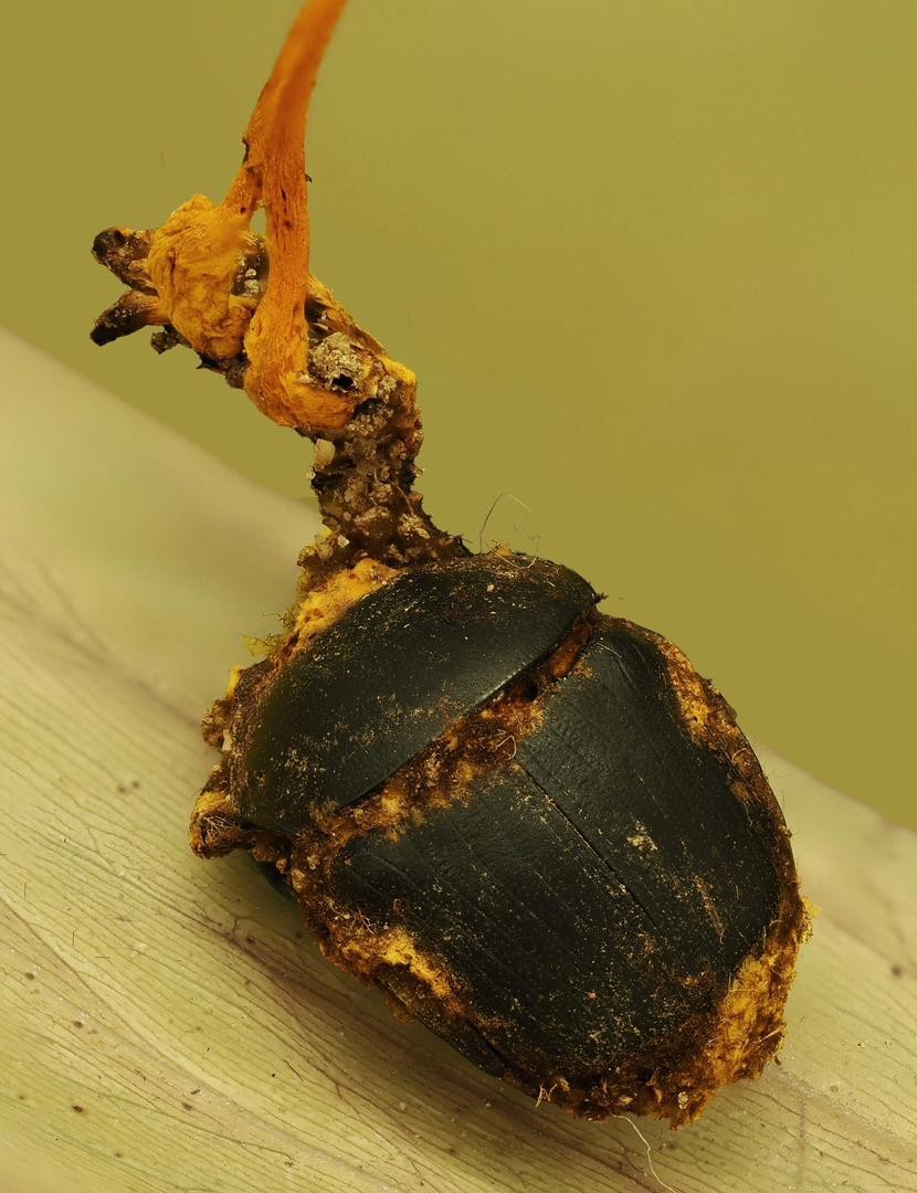 UMS Discovers New Fungus Species in Tawau Hills Park
